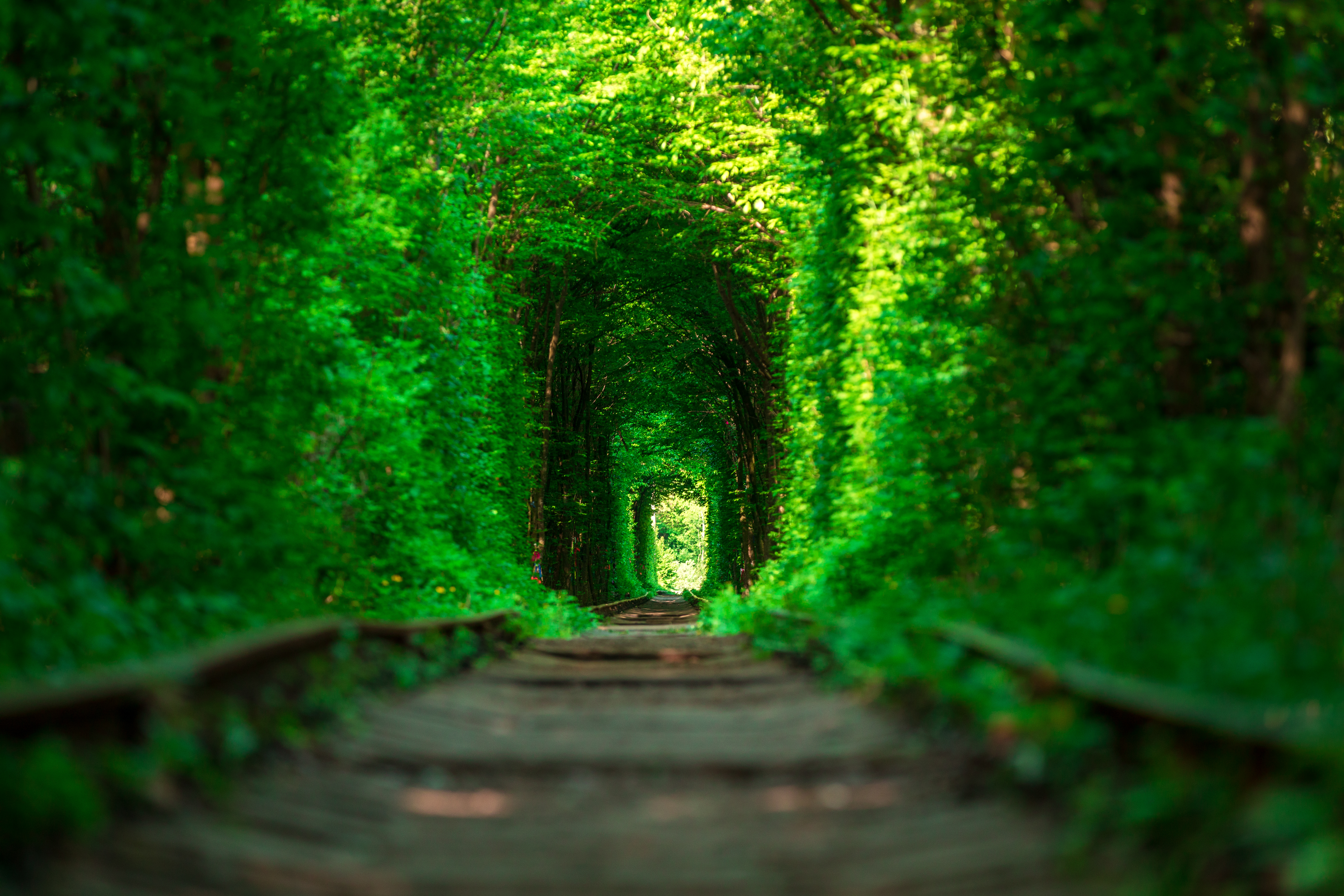 A railway path disappearing through a dense green tree tunnel toward an open light — evoking the process of finding hidden value in complex operations