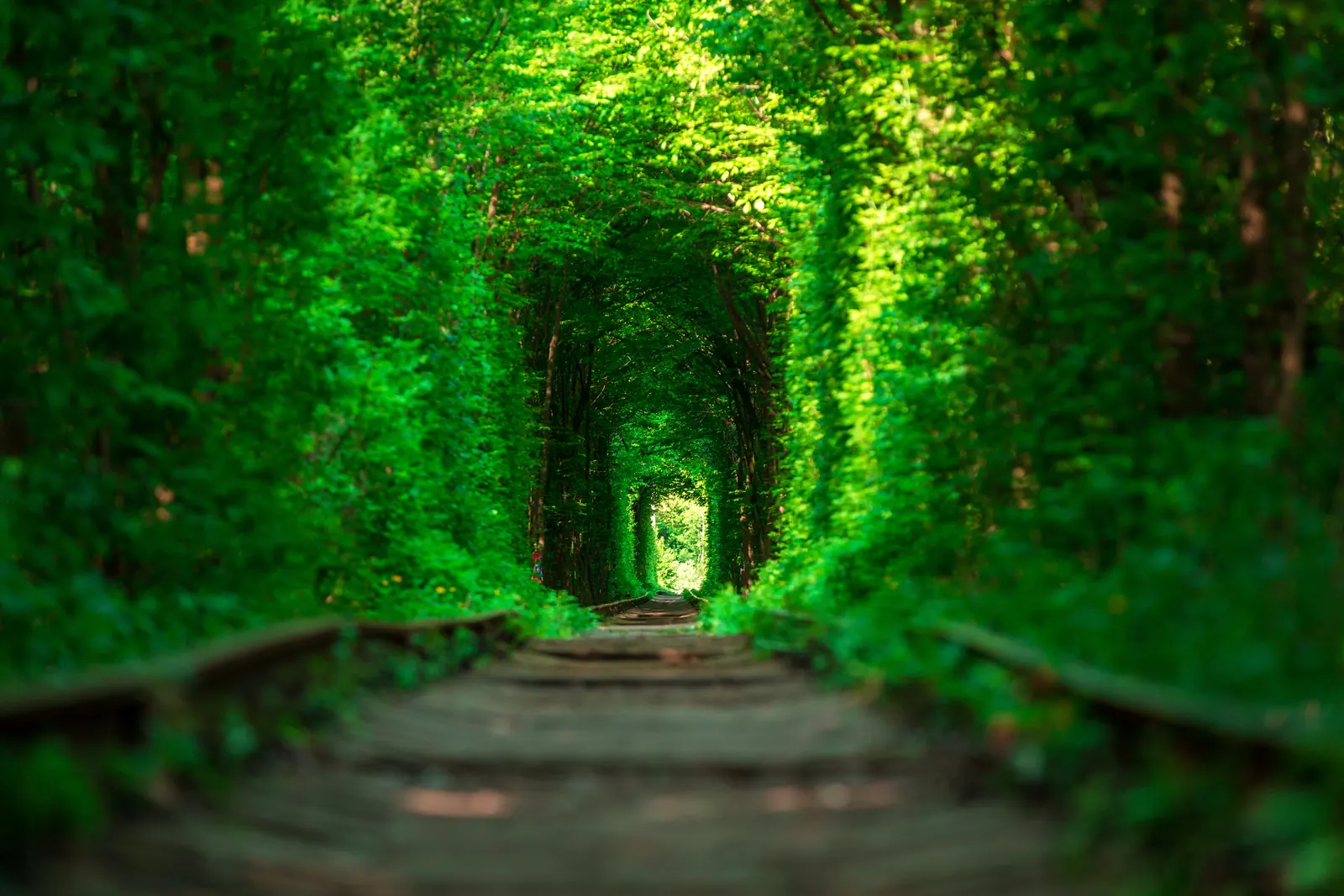 A railway path through a dense green tree tunnel toward open light
